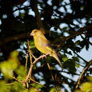 Greenfinch in the Evening Light