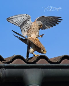 Love is in the Air - Kestrels Mating