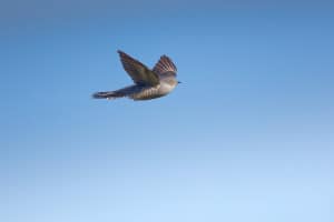 Common Cuckoo in Flight