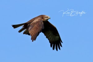 Black Kite