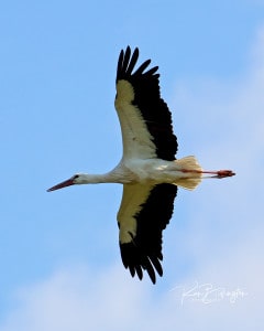 White Stork