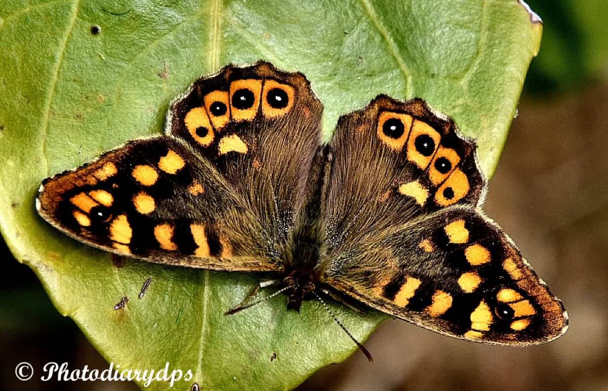 A Perfect Speckled Wood