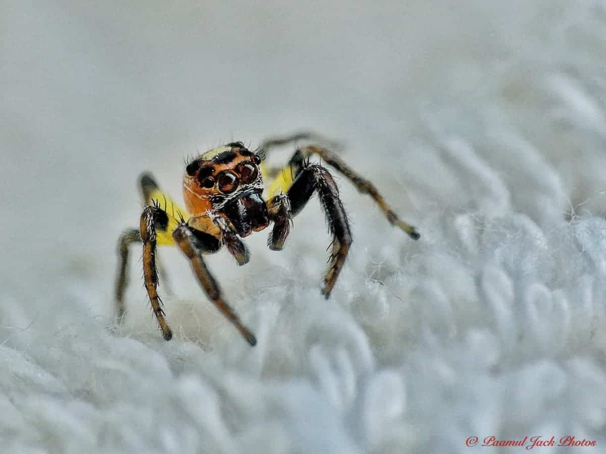 Colonus Jumping Spider