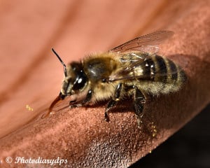 Thirsty Bee.