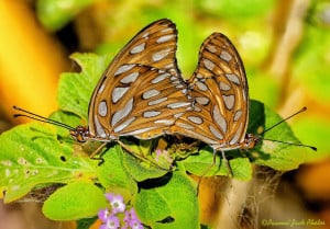 Agraulis Butterflies Mating