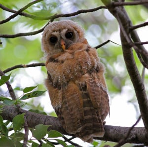 Juvenile African Wood Owl