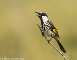 White-cheeked Honeyeater