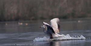 The Landing