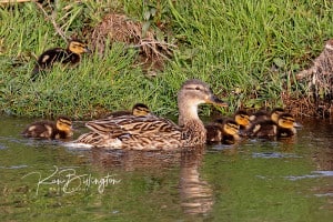 Happy Mallard Family