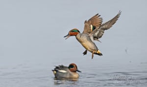 Happy Teal !
