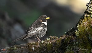 Ring Ouzel