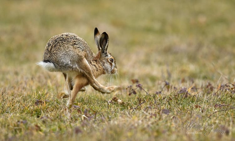 Running Hare!