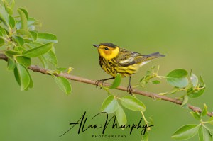 Cape-may Warbler 