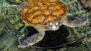 Green Sea Turtle (Genus Chelonia)