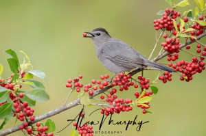 Gray Catbird