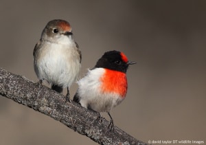 Red-capped Robin Pair