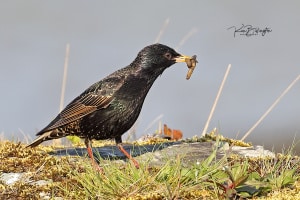 Starling Feeding Chicks