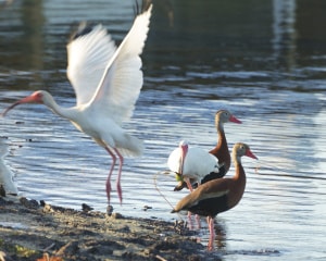 Harmony Wings: Ibis and Whistler Ducks Unite