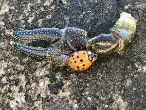 Crab and Lady Beetle