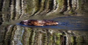 Muskrat with Tree Reflections