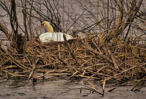 Nesting Mute Swan