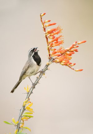 Black-throated Sparrow on Ocotillo