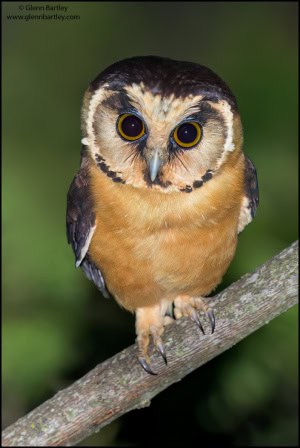 Buff-fronted Owl