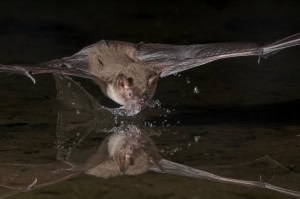Cave Bat 
