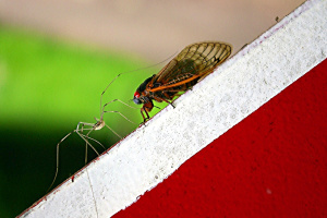 Harvestor Spider Checks Out 17-year Cicada