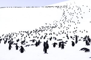 To the Nesting Site