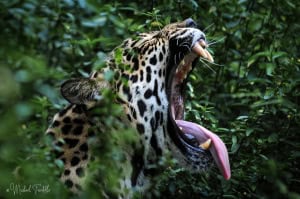 Jaguar Yawn!!!