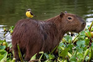 Riding a Capybara