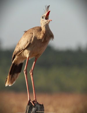 Red-legged Seriema Singing