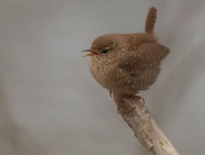 Winter Wren-full Song
