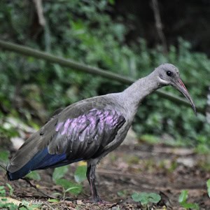 The Noisiest Bird Alive!