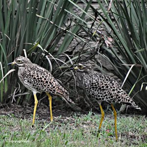 Spotted Thick Knee