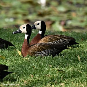 White Faced Whistling Ducks