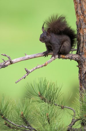 Abert’s Squirrel