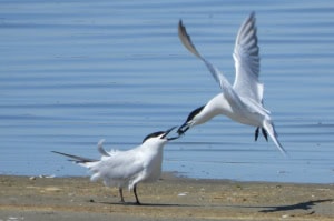 Gull-billed Terns