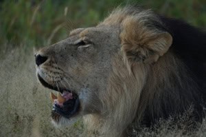 Male Lion in Kgalagadi