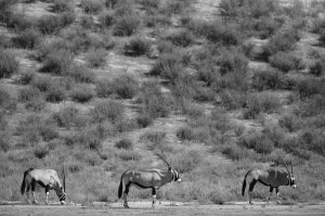Gemsbok