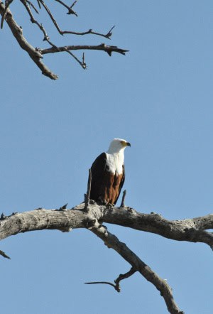 Fish Eagle