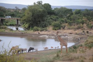 Taking Turns at the Waterhole