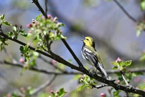 Black Throated Green Wing Warbler