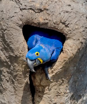 Hyacinth Macaw
