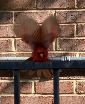 Spread Your Wings 