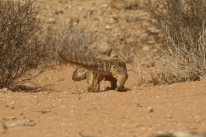 Rock Monitor