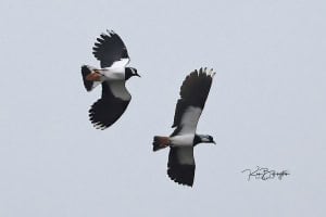 Lapwings in Flight