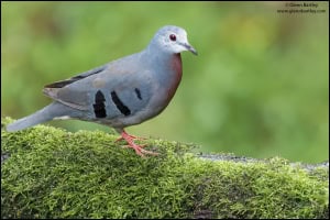 Maroon Chested Ground Dove