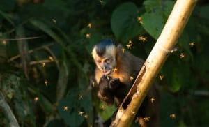 Honey Collector